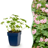 Green boutiQ - Vasteplant - Geranium macr. Ingwersen's Variety - Ooievaarsbek - Bodembedekkend - Licht Roze - 1 Plant - Pot 11cm - Hoogte 15-25cm