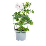 8x Pelargonium Peltatum Weiß Ø12 cm - ↕20 cm