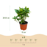 Green boutiQ - Tuinplant - Hydrangea macrophylla Rood - Hortensia - Winterhard - Rood - 1 Plant - Pot 12cm - Hoogte Hoogte 20-30cm