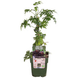 Rubus fruticosus 'Thornless Evergreen' - Doornloze Braam - Ø13cm - ↕45cm