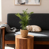 Green boutiQ - Kamerplant - Chamaedorea elegans - Goudpalm - Huisdiervriendelijke Plant - Groen - 1 Plant - met Mand - Pot 12cm - Hoogte 15cm
