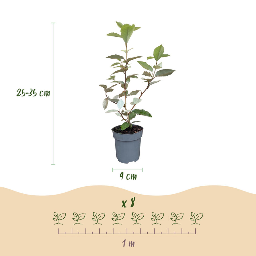 Eleagnus ebbingei Compacta — Olijfwilghaag, 24 stuks, 25-35 cm