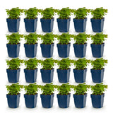 Green boutiQ - Vasteplant - Epimedium perralch. Frohnleiten - Elfenbloem - Schaduw - Geel - 24 Planten - Pot 11cm - Hoogte 15-25cm