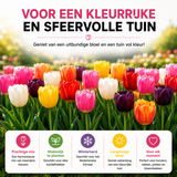 Tulpenbollen gemengd — 20 stuks winterhard (maat 11/12)
