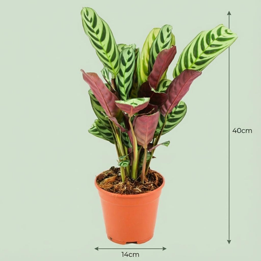 Ctenanthe – Pot Ø14 cm · 35-40 cm hoog (foto 4)