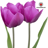 Tulpenbollen Purple Prince — paarsviolette tulp, 20 stuks (maat 11/12)