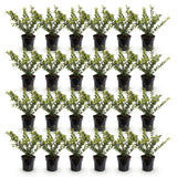 Green boutiQ - 24x Ilex crenata Covenxa - Japanse Hulst - Haagplanten - Groenblijvend - Groen - Pot 9cm - Hoogte 20-30cm