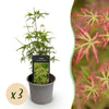 Green boutiQ - Tuinplant - Acer palmatum Seiryu - Groen 3 Planten - Bladverliezend - Weinig Onderhoud- Pot 12cm Hoogte 35cm