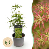 Green boutiQ - Tuinplant - Acer palmatum Seiryu - Groen 3 Planten - Bladverliezend - Weinig Onderhoud- Pot 12cm Hoogte 35cm