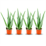 Aloë Vera - 4 Stuks - Ø 10,5 cm - Hoogte: 35 - 40cm
