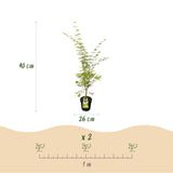 Green boutiQ - Tuinplant - Acer palmatum Sangokaku - Japanse Esdoorn - Bladverliezend - Groen - 1 - Pot 26cm - Hoogte 90cm