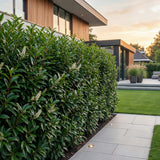 Green boutiQ - 16x Prunus lusitanica Angustifolia - Portugese Laurier - Haagplanten - Groenblijvend - Groen - Pot 9cm - Hoogte 25-35cm