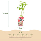 Green boutiQ - Fruitplanten - Framboos - Rubus idaeus Heritage - Winterhard - 3 Planten - Pot 9 cm - Rode Framboos