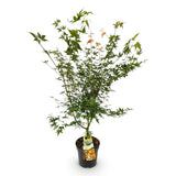 Green boutiQ - Tuinplant - Acer palmatum Katsura - Japanse Esdoorn - Bladverliezend - Groen - 1 - Pot 26cm - Hoogte 90cm