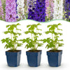 Green boutiQ - Vasteplant - Delphinium Tricolour - Ridderspoor - Bijen- en vlinderlokkers - Paars - Roze - Wit - 6 Planten - Pot 11cm - Hoogte 15-25cm