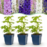 Green boutiQ - Vasteplant - Delphinium Tricolour - Ridderspoor - Bijen- en vlinderlokkers - Paars - Roze - Wit - 6 Planten - Pot 11cm - Hoogte 15-25cm