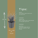 48x Carex morrowii - ↕10-25cm - Ø9cm