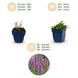 Green boutiQ - Vasteplant - Stachys mon. Hummelo - Ezeloor - Bijen- en vlinderlokkers - Paars - 12 Planten - Pot 11cm - Hoogte 15-25cm