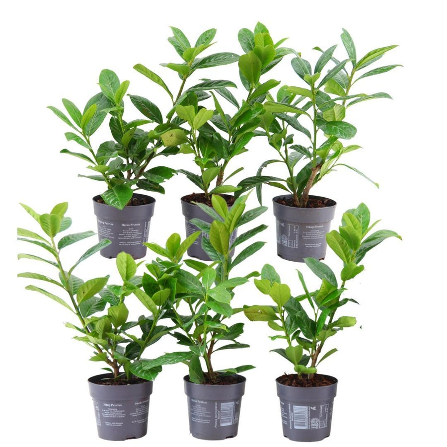 Prunus laurocerasus 'Novita' — Laurierkershaag, 6 planten (1 strekkende meter)