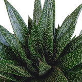 Gasteria 'd Due 17cm