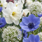 140x Bulb Sunny Garden - Zonnige tuinbol - Diversen - Zomerbloeier - Bolmaat 10/12