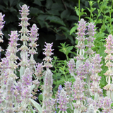 48x Stachys byzantina 'Silver Carpet' - ↕10-25cm - Ø9cm