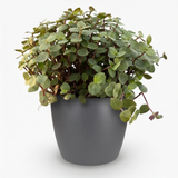 Green boutiQ - Kamerplant - Calissia repens - Kattengras - Huisdiervriendelijk - Groen - 1 Plant - met Potter Grijs - Pot 12cm - Hoogte 17-20cm