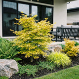 Green boutiQ - Tuinplant - Acer palmatum Jordan - Japanse Esdoorn - Bladverliezend - Geel - 1 - Pot 26cm - Hoogte 90cm