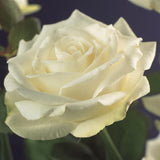 Green boutiQ - Klimroos - Rosa White Climber - Bloem Wit - Weinig onderhoud - 2 planten - Pot 11cm Hoogte 40cm