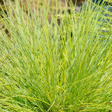 Green boutiQ - Siergrassen - Festuca glauca Golden Toupee - Geel - 2 Planten - Bladhoudend - Weinig Onderhoud - Pot 17cm Hoogte 50cm