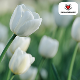 Tulpenbollen Catherina — zuiver witte tulp, 20 stuks (maat 11/12)