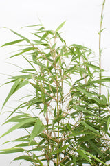 4x Fargesia rufa - ↨40cm - Ø14