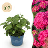 Green boutiQ - Tuinplant - Hydrangea Endles Summer Summer Love Red - Hortensia - Winterhard - Rood - 4 Planten - Pot 14cm - Hoogte 20-25cm