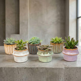 Succulenten Set van 6 in Keramische Mini Potjes Barcelona -↑ 8–12 cm