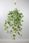 Hedera Helix Gold Child - Hang/XXL - Ø24cm - ↕cm