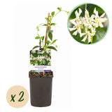Green boutiQ - Toscaanse jasmijn - Trachelospermum jasminoides - Bloem Wit - Groenblijvend- 2 planten - Pot 11cm Hoogte 40cm