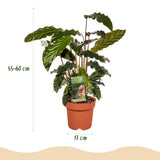 Green BoutiQ - Green is... Kamerplanten - Calathea Rufibarba - Pauwen plant - Weinig onderhoud - Groen - 1 Plant - Pot 17cm - Hoogte 55-60cm