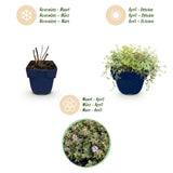 Green boutiQ - Vasteplant - Thymus citr. Sambesi - Citroentijm - Geurend - Geel - 1 Plant - Pot 11cm - Hoogte 15-25cm