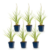 Green boutiQ - Grassen - Pennisetum or. Fairy Tales - Lampenpoetsergras - Met Pluim - Groen - 6 Planten - Pot 11cm - Hoogte 15-25cm