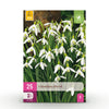 Green boutiQ - Bloembollen - Galanthus Elwesii - Kleur Wit - 25 stuks - Bolmaat 5/6 - XXL Pack