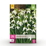 Green boutiQ - Bloembollen - Galanthus Elwesii - Kleur Wit - 25 stuks - Bolmaat 5/6 - XXL Pack