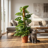 Green boutiQ - Kamerplant - Monkey Mask - Monstera Andansonii Mosstok - Groen - Weinig onderhoud - 1 Plant - Pot 19cm - Hoogte 90cm