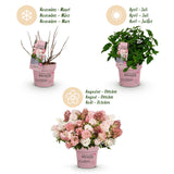 Green boutiQ - Tuinplant - Hydrangea panniculata Groundbreaker Blush - Pluimhortensia - Winterhard - Roze - 4 Planten - Pot 14cm - Hoogte 20-25cm