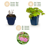 Green boutiQ - Vasteplant - Geranium macrorrhizum - Ooievaarsbek - Bodembedekkend - Roze - 6 Planten - Pot 11cm - Hoogte 15-25cm