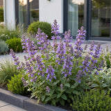 Green boutiQ - Vasteplant - Nepeta nerv. Neptune - Kattenkruid - Bijen en Vlinderlokkers - Paars - 24 Planten - Pot 11cm - Hoogte 15-25cm