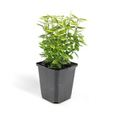 48x Euonymus fort. 'Emerald 'n Gold’ - ↕10-25cm - Ø9cm