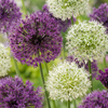 160x Allium Purple - White Mix - Sierui paars-wit mix - Paars en Wit - Zomerbloeier - Bolmaat 10/12