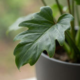 Green boutiQ - Kamerplant - Philodendron - Philodendron Xanadu - Groen - Weinig onderhoud - 1 Plant - met Potter Grijs - Pot 19cm - Hoogte 60cm