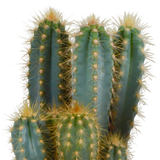Pilosocereus azureus - - - 12cm