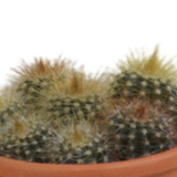 Cactus mix 5.5 cm - 5x - in terracotta pot